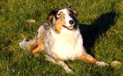 Homöopathie für Hunde